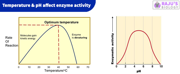 6 Factor Affecting Enzyme Activity Short Notes Rajus Biology