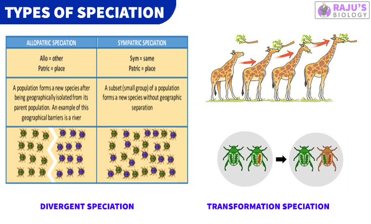 speciation-and-its-types-evolution-class-12-notes-rajus-biology