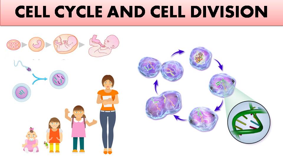 Cell Cycle And Cell Division Notes Class 11 And Neet Free Notes Rajus Biology