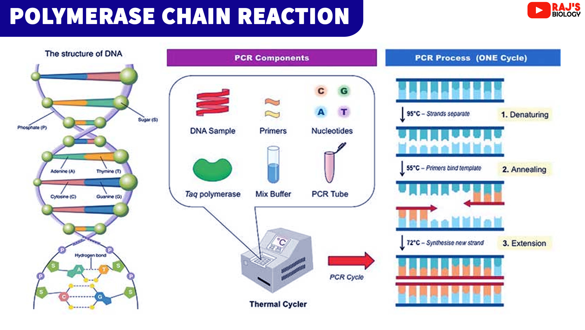 Does Insurance Cover Pcr Test