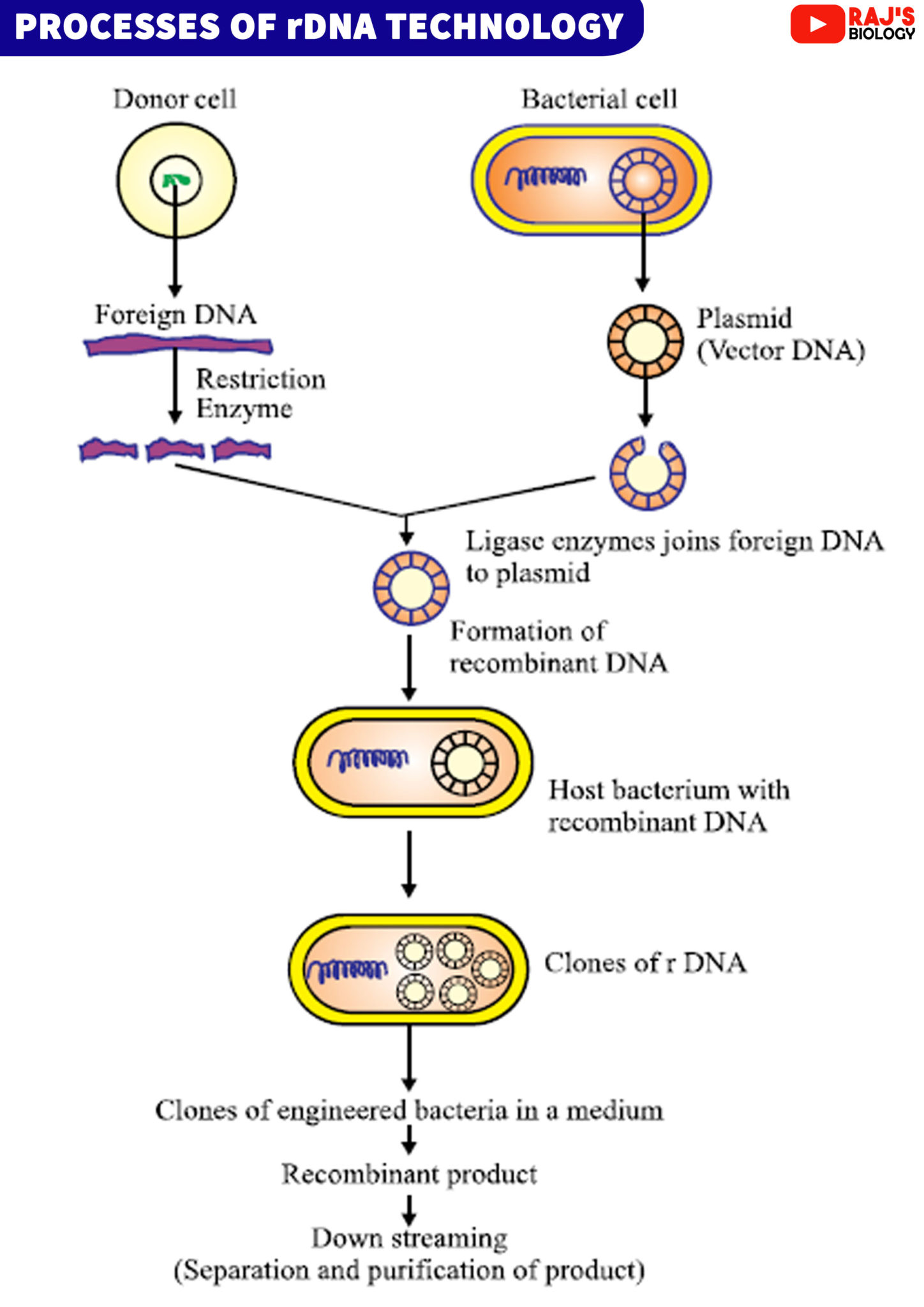gene fragment definition