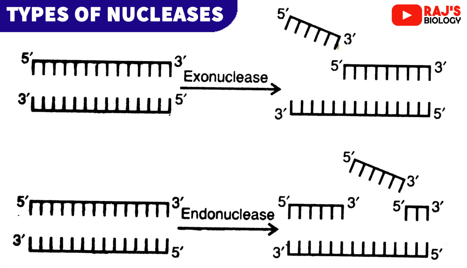 Biotechnology Principles And Processes Class Neet Notes Rajus Biology