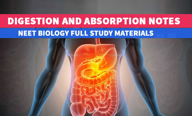 Digestion and Absorption Rajusbiology