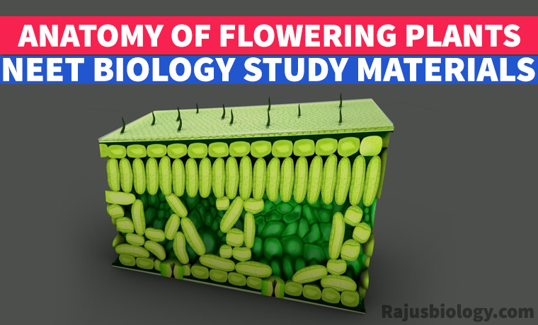 PDF Anatomy of Flowering Plants NEET Biology Study Material