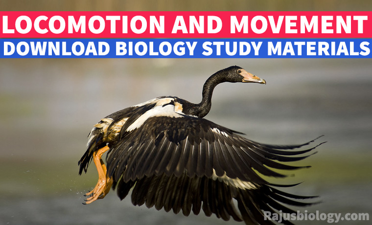 PDF] Locomotion and Movement Study Material Download - Rajus Biology