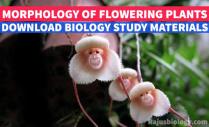 [PDF] Morphology Of Flowering Plants Biology Study Material - Rajus Biology