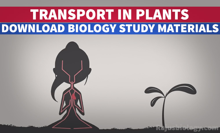 PDF Transport in Plants NEET Biology Study Material