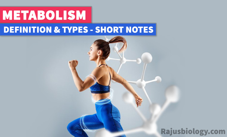 what-is-metabolism-definition-types-short-notes-rajus-biology