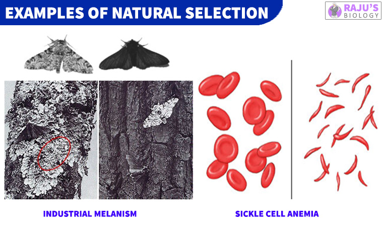 Examples of Natural Selection