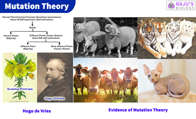 Mutation Theory