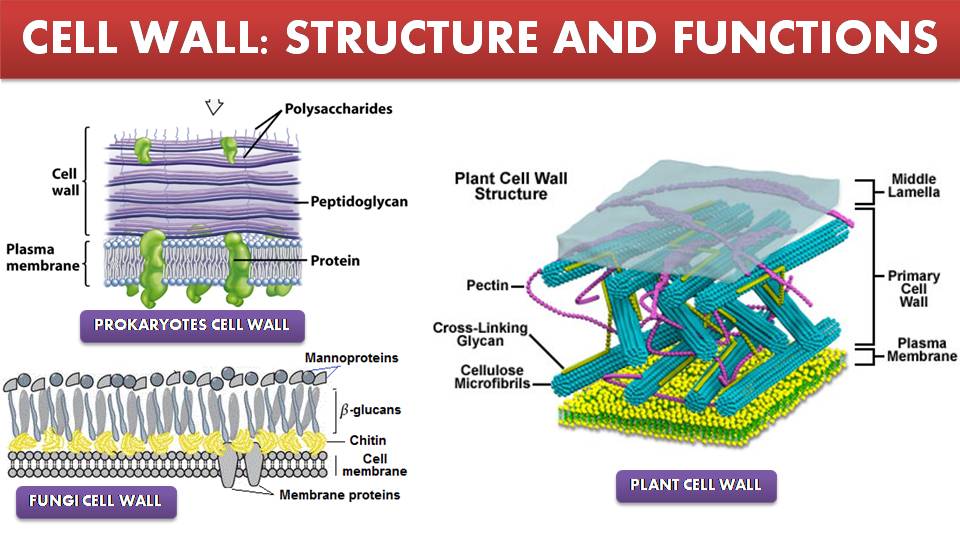 cell wall structure and function