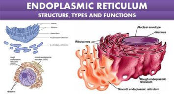 Endoplasmic Reticulum Structure