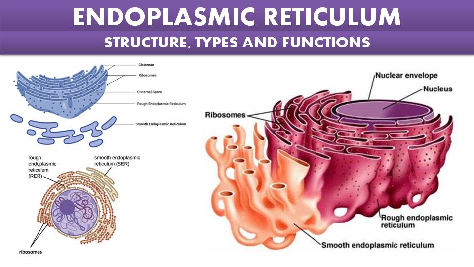 Endoplasmic reticulum - Wikipedia