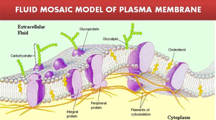 Fluid Mosaic Model of Plasma Membrane