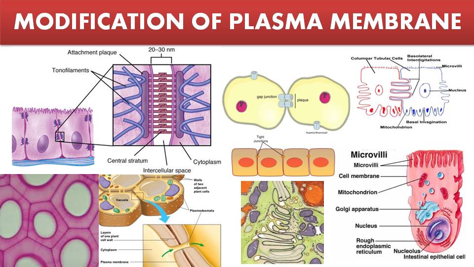 Modification of Plasma Membrane