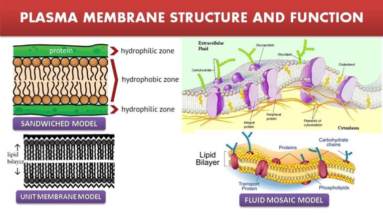 Plasma Membrane Structure