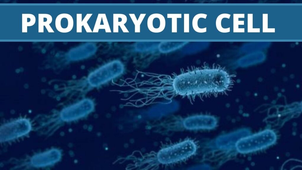 Prokaryotic Cell Definition Characteristics And Structure Free