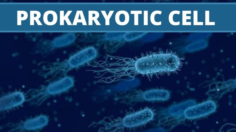 Prokaryotic Cell