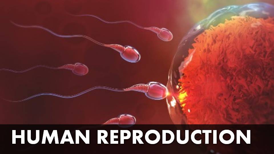 Human Reproduction Notes
