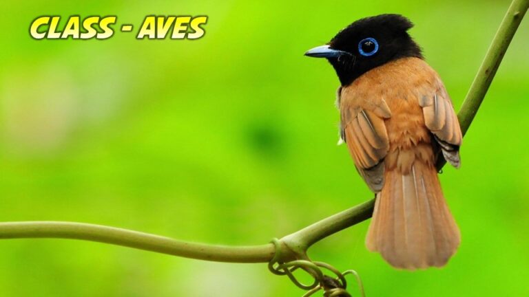 Aves General Characteristics