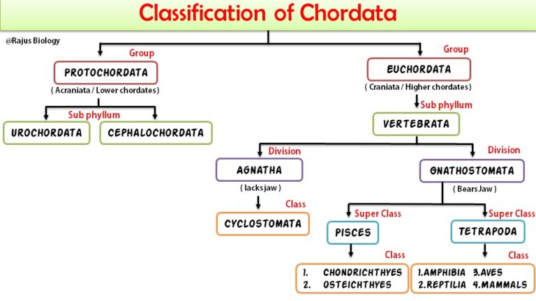 Chordata General Characteristics, Classification and Examples | Free ...