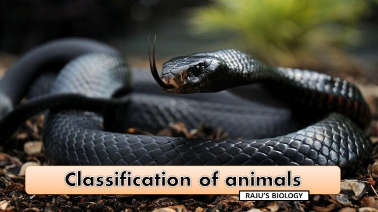 Classification of Animal Kingdom 3