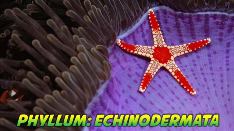 Echinodermata General Characteristics