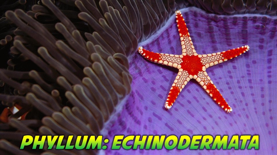 Echinodermata General Characteristics