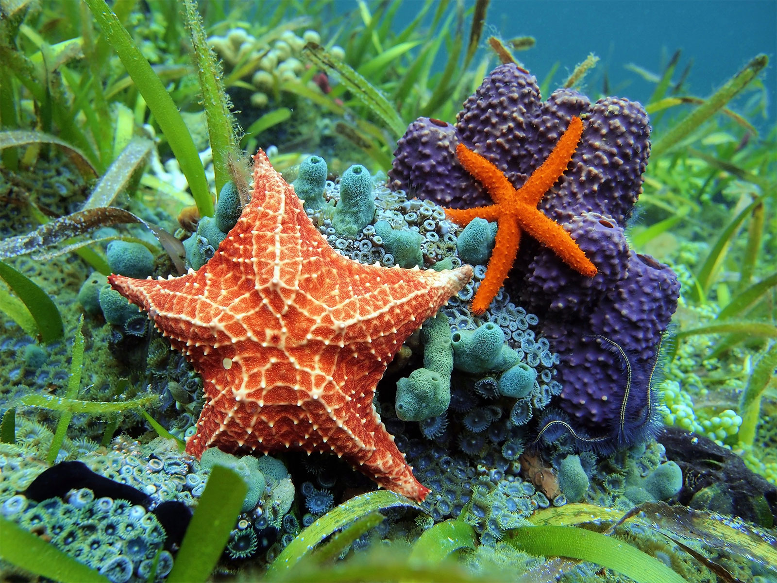 Examples of Echinoderms