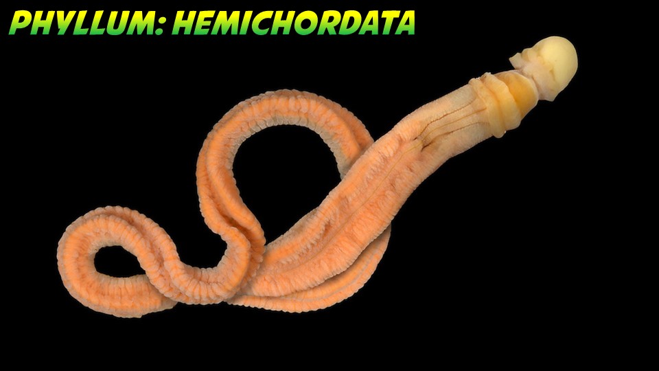 Hemichordata General Characteristics