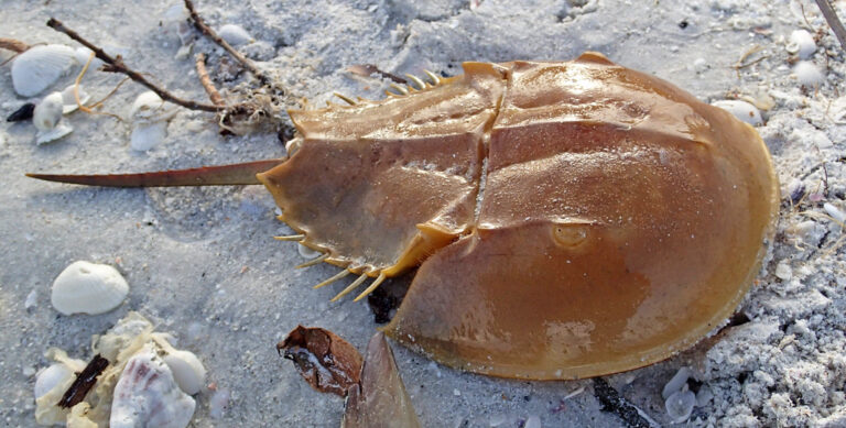 Limulus General Characteristics