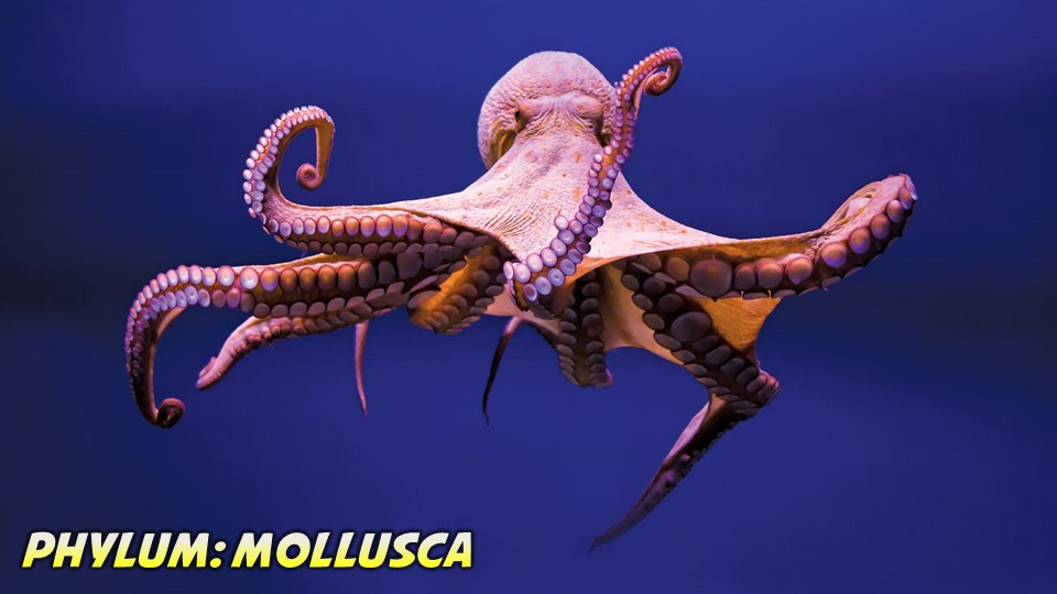 Mollusca General Characteristics, Classification and Examples
