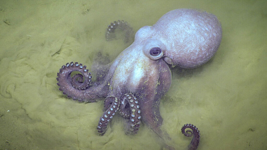 Octopus General Characteristics Free Biology Notes Rajus Biology