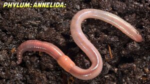 Annelida General Characteristics, Classification and Examples | Free ...