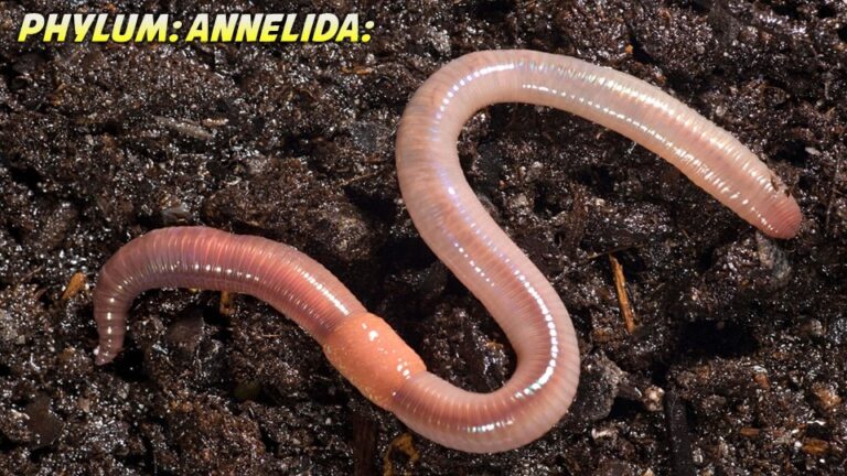 Annelida General Characteristics