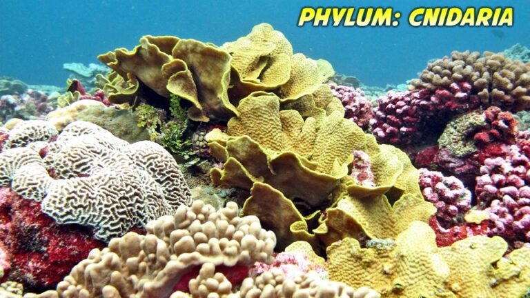 Phylum Cnidaria: General Characteristics and Classification