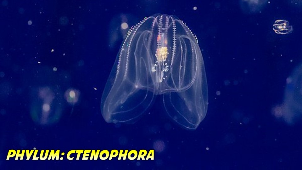 Ctenophora General Characteristics and Classification