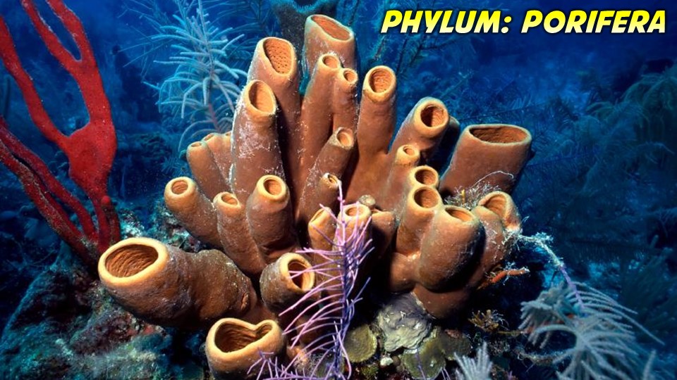 Phylum Porifera: General Characteristics and Classification