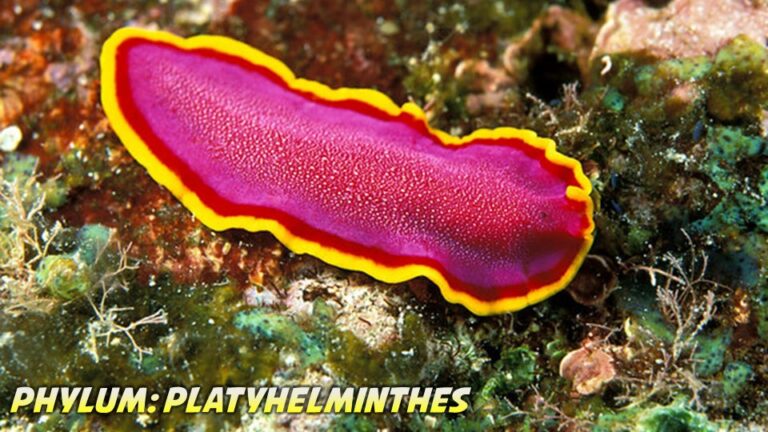 Platyhelminthes General Characteristics