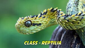 Reptilia General Characteristics, Classification And Examples | Free ...