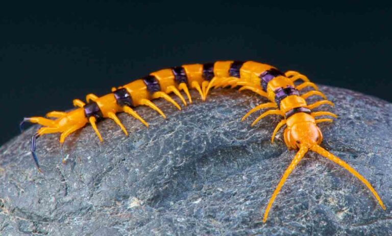 Scolopendra General Characteristics