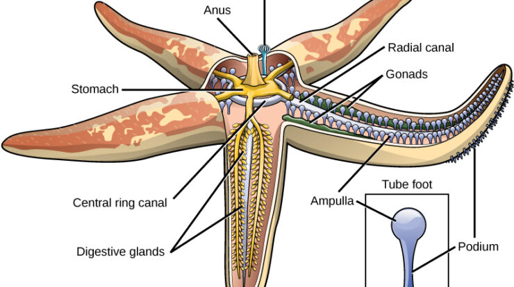 water-vascular-system-in-echinoderms-free-biology-notes-rajus-biology