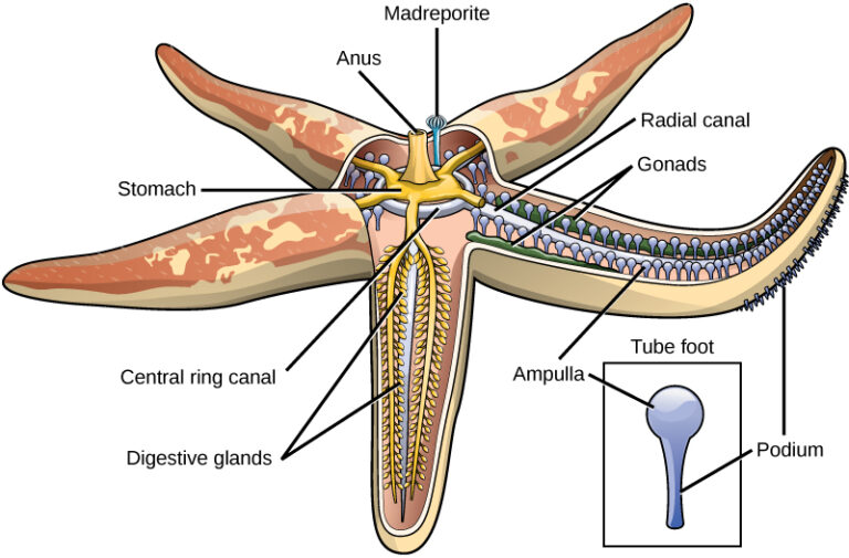 Water vascular system in Echinoderms