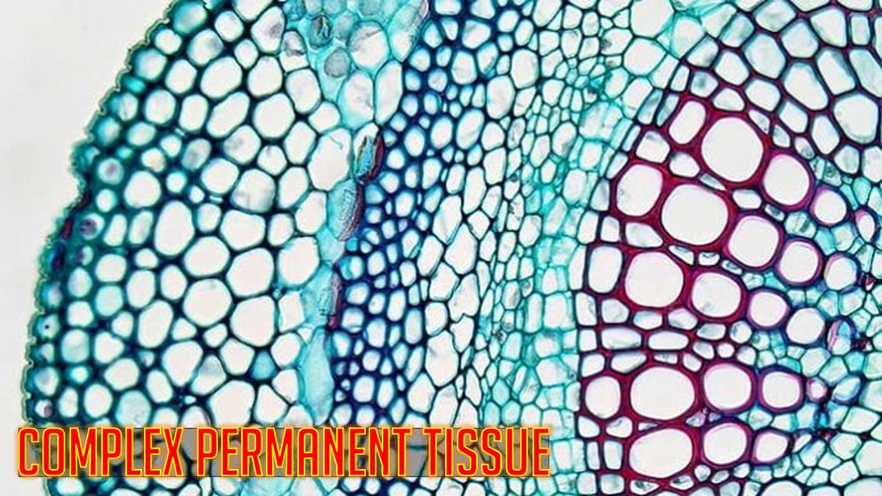 What Are The Different Types Of Complex Permanent Tissue Give The Function Of Each