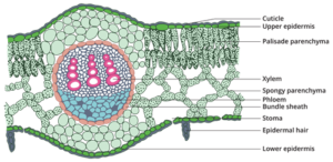 Internal Structure of Dicot Leaf Notes | Free Biology Notes - Rajus Biology