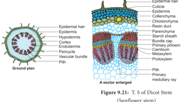 Internal Structure of Dicot Stem Notes | Free Biology Notes - Rajus Biology