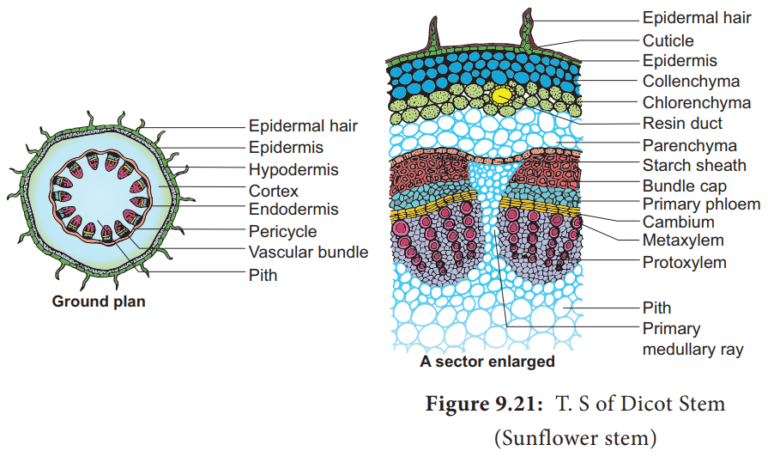 Internal Structure of Dicot Stem