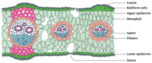 Internal Structure Of Monocot Leaf Notes 