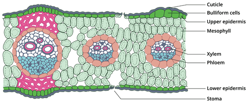 Internal Structure of Monocot Leaf