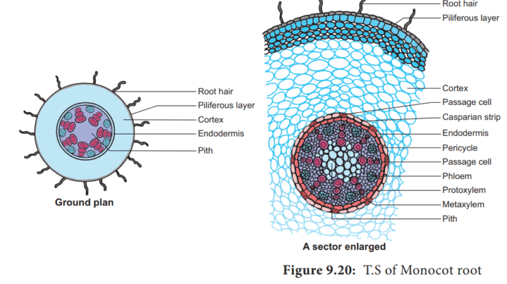 internal-structure-of-monocot-root-notes-free-biology-notes-rajus